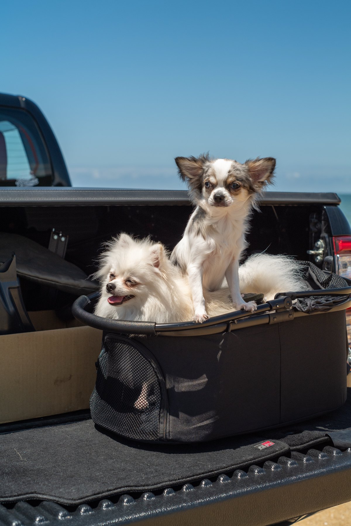 ハイラックスの荷台で過ごす二匹の愛犬