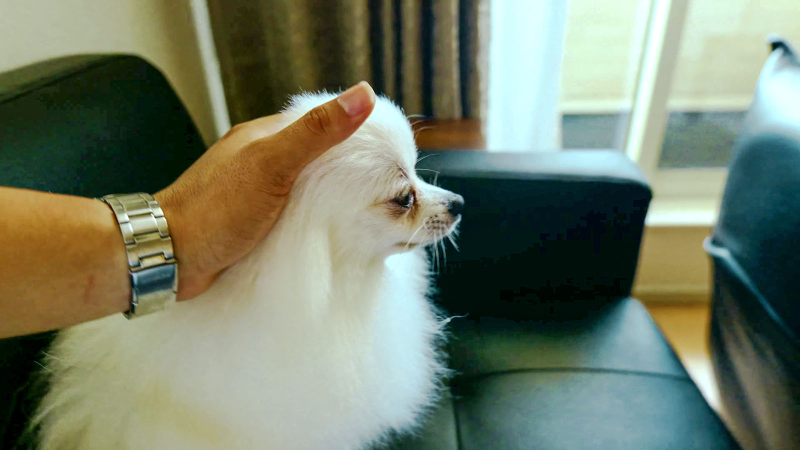 出発前、室内で白い犬の頭を撫でる手